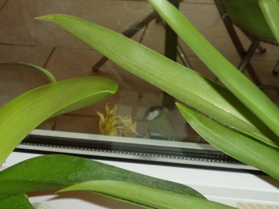 Blaumeise an Sonnenblume.JPG