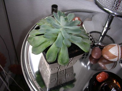 echeveria.jpg