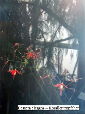 Bessera elegans.jpg