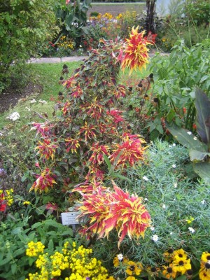 Amaranth tricolor.jpg