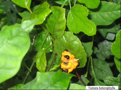 Turnera heterophylla.jpg