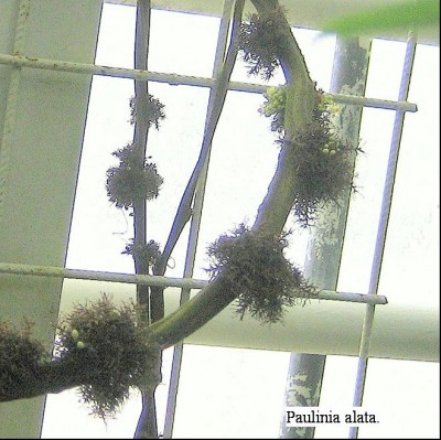 Paulinia alata.jpg