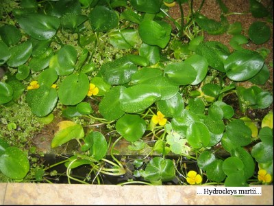 Hydrocleys martii.jpg