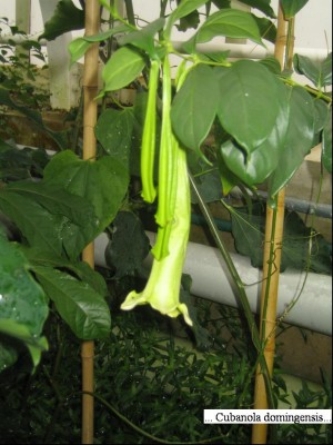 Cubanola domingensis.jpg