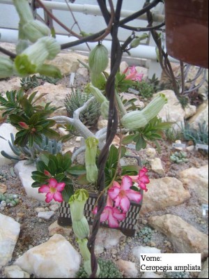 Ceropegia ampliata.jpg
