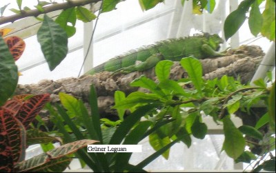 Leguan.jpg