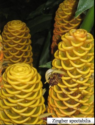 Zingiber spectabilis.jpg
