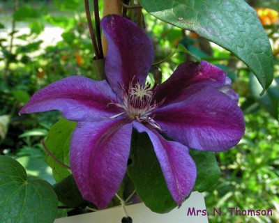 Mrs. N. Thomson w.jpg