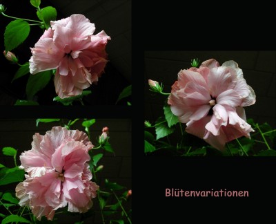 Blütenvariationen.jpg