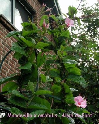 Mandevilla hat sich erholt w.jpg