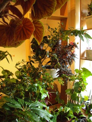 DSCF7679.JPG