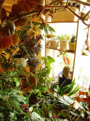 DSCF7677.JPG