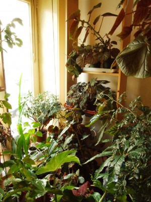 DSCF7676.JPG