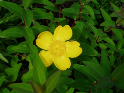 Johanniskraut mit Besucher.JPG