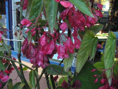 Pflanze an Rezeption.jpg