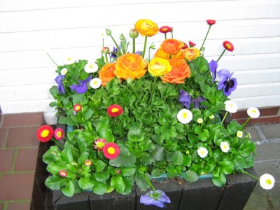Blumenwanne.jpg