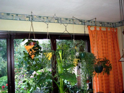 Zantedescia und Einräumen 007.jpg