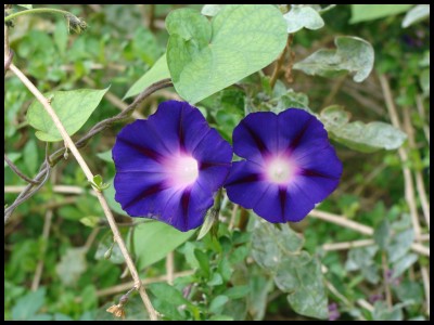 Trichterwinde.jpg