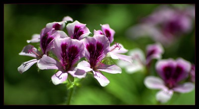IMG_1603.jpg