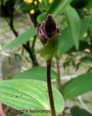 Tr. lasiocarpa w.jpg