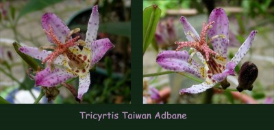 Tr. Taiwan Adbane w.jpg