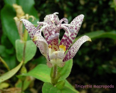 Tr. Macropoda w.jpg