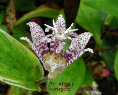Tr. Affinis variegata w.jpg
