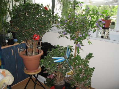 IMG_7965.JPG