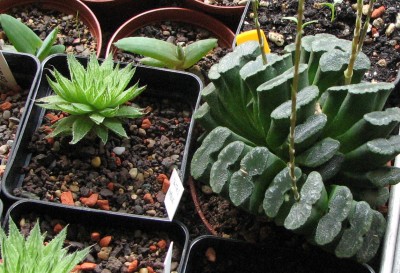 13.09.2008 Haworthia und Co..jpg