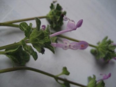 herbarium 3.jpg