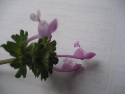 herbarium 2.jpg