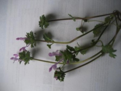 herbarium 1.jpg