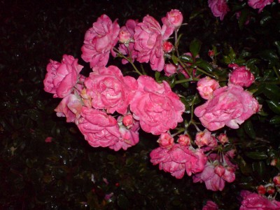 DSC01274.JPG