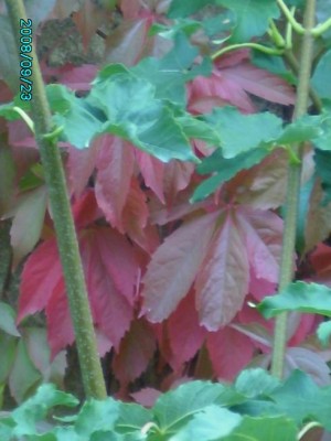PICT0289.JPG