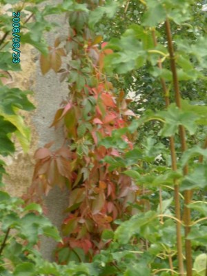PICT0287.JPG