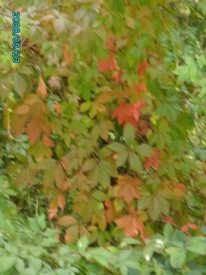 PICT0286.JPG