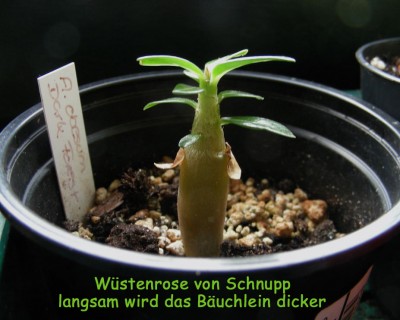 Wüstenrose von Schnupp w.jpg