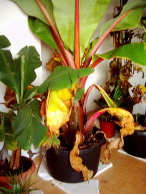 Ensete im winterquartier 010.jpg