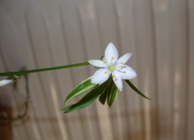 Blüte bichetii.jpg