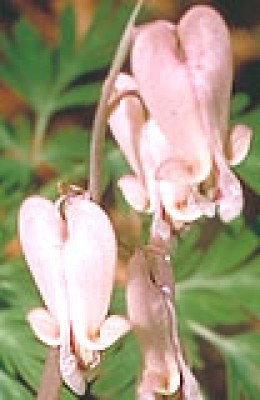 dicenta scandens.jpg