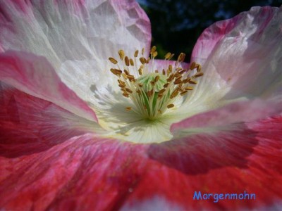 Pflanzen 325 (Small).jpg