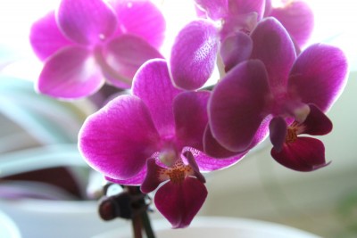 IMG_2917_passig.jpg