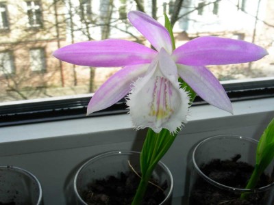 tibet_orchidee3.jpg
