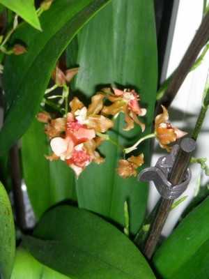 orchidee1.jpg
