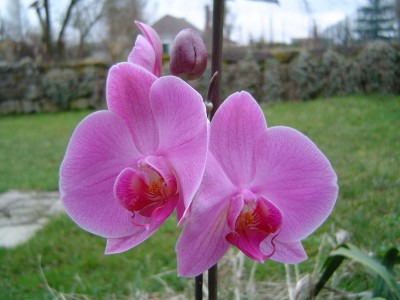Phalenopsis 002.jpg