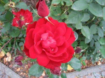 IMG_0036.JPG