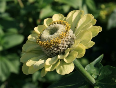 gelbeblume.jpg