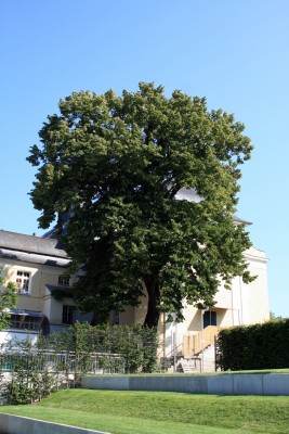 baum.jpg