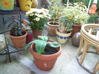 RIMG0826.JPG
