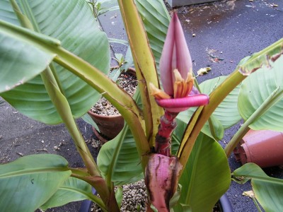 banane3 (12).JPG